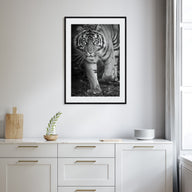 Tiger Photo B&W No 2 Poster
