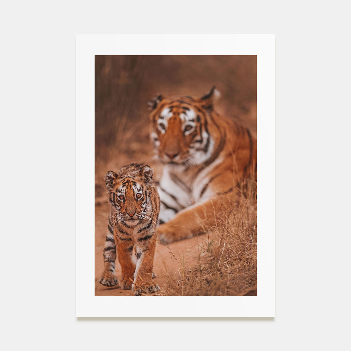 Tiger Photo Color Poster