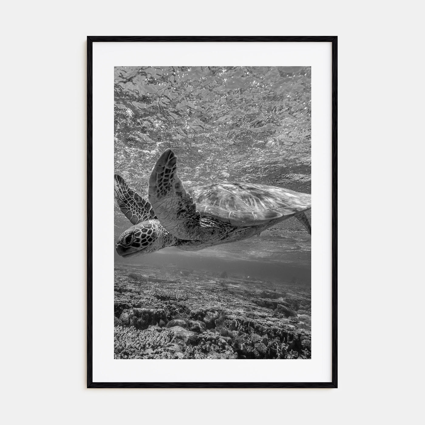 Turtle Photo B&W Poster