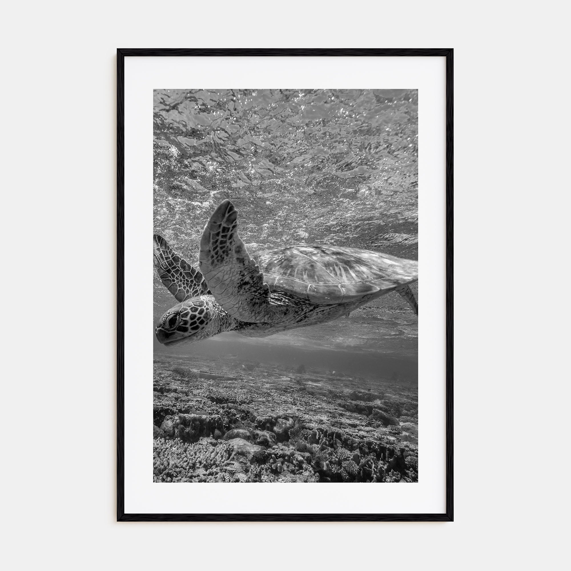 Turtle Photo B&W Poster