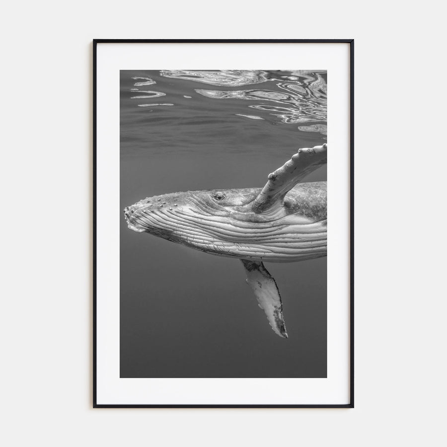 Whale Photo B&W No 1 Poster