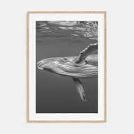 Whale Photo B&W No 1 Poster