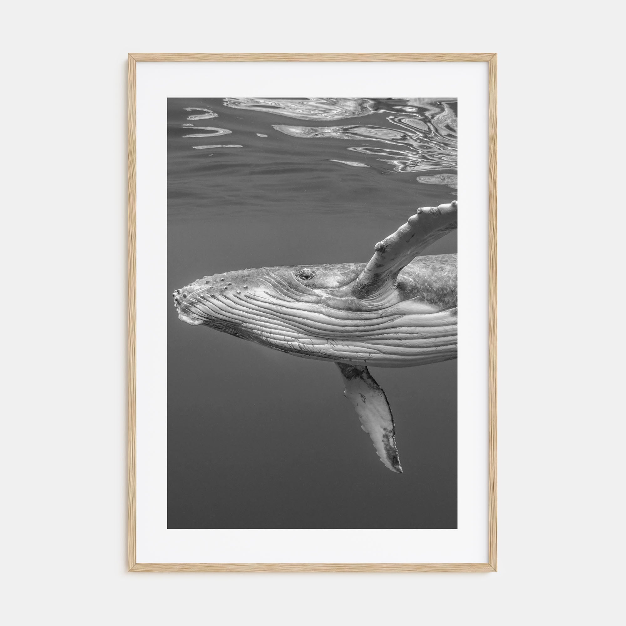Whale Photo B&W No 1 Poster
