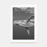 Whale Photo B&W No 1 Poster