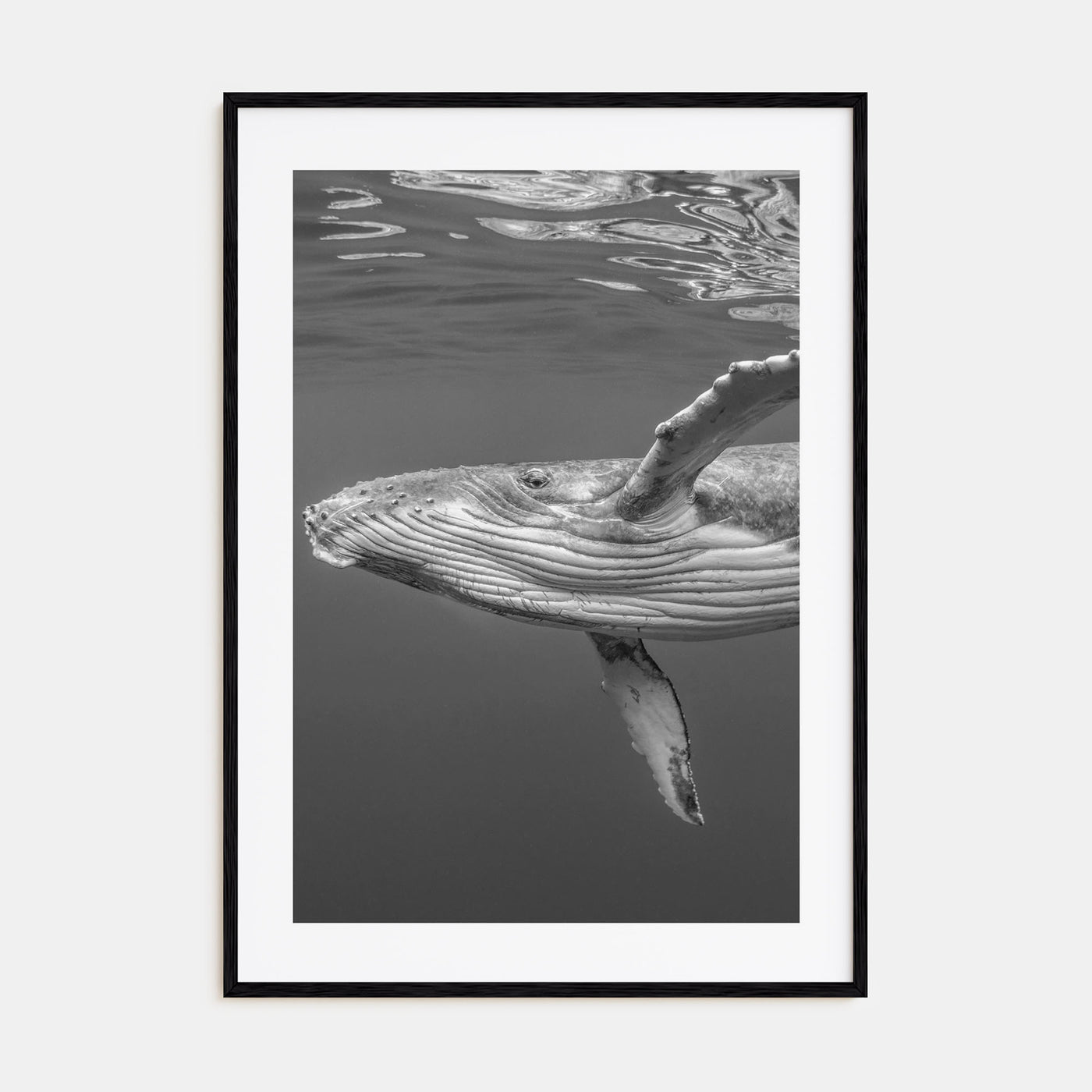 Whale Photo B&W No 1 Poster