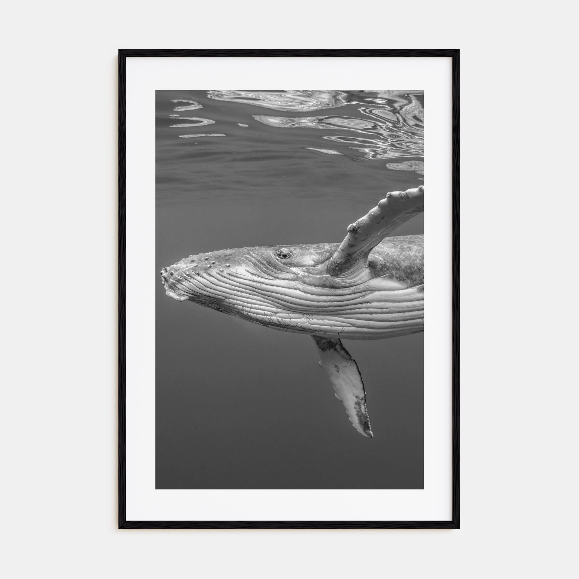 Whale Photo B&W No 1 Poster