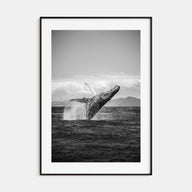 Whale Photo B&W No 2 Poster