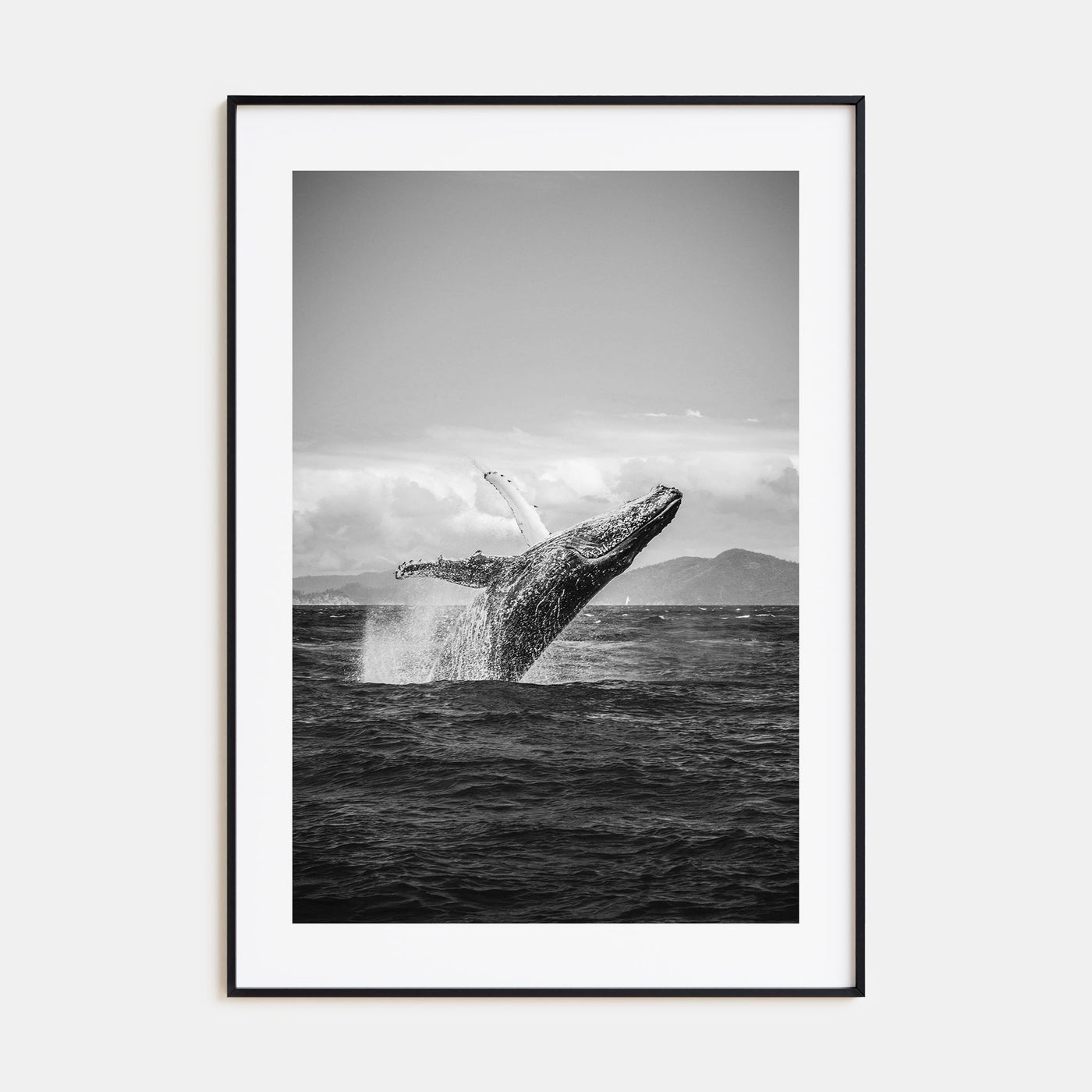 Whale Photo B&W No 2 Poster