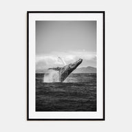 Whale Photo B&W No 2 Poster