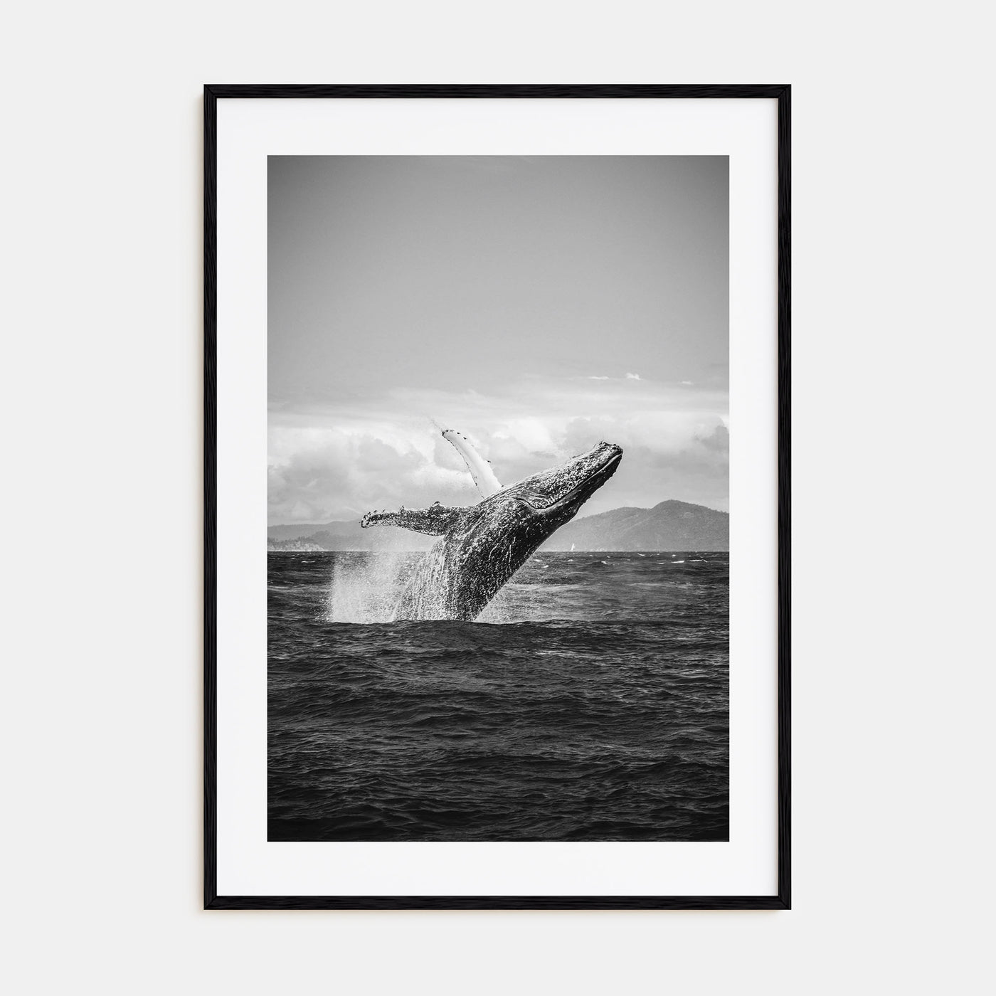 Whale Photo B&W No 2 Poster