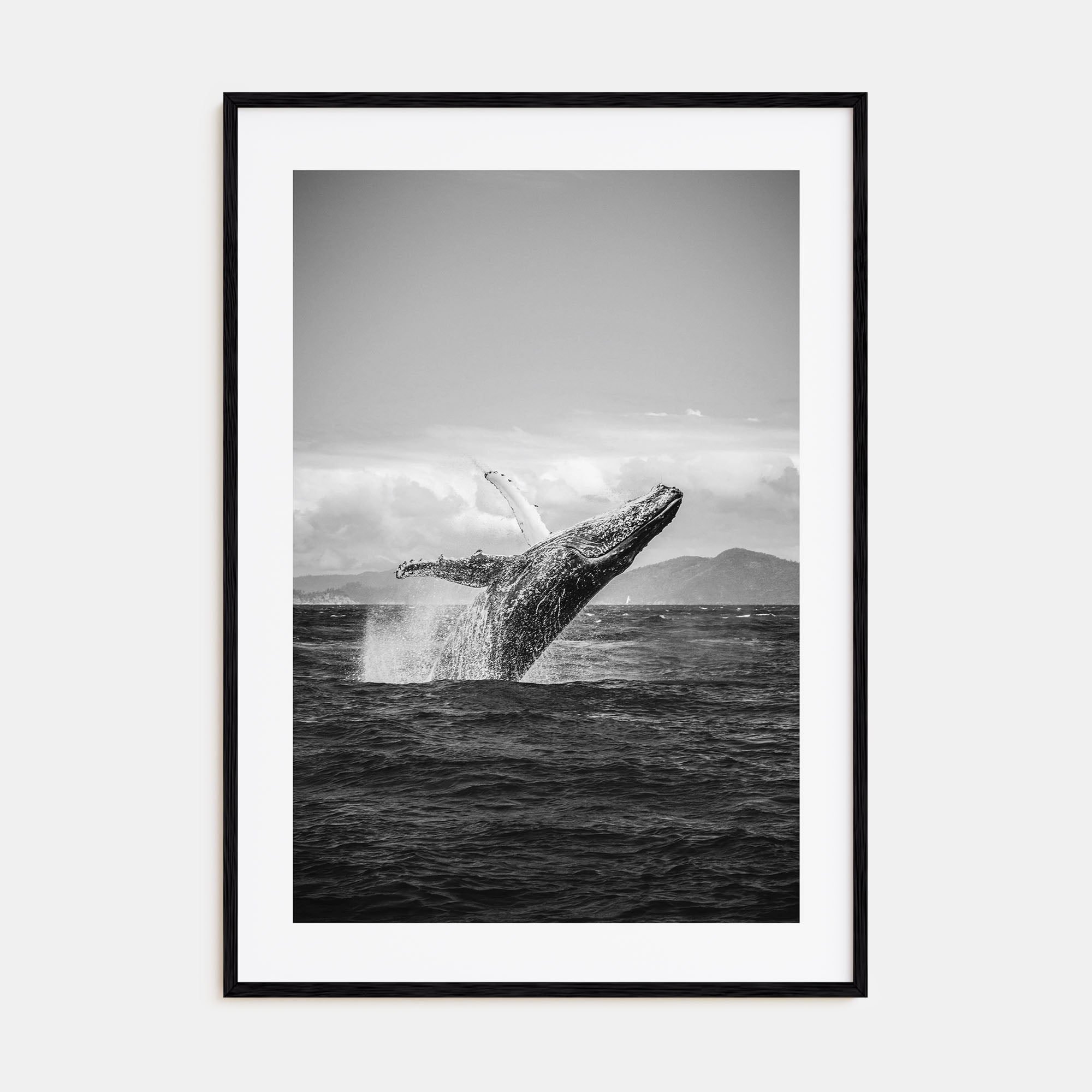 Whale Photo B&W No 2 Poster