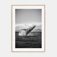 Whale Photo B&W No 2 Poster