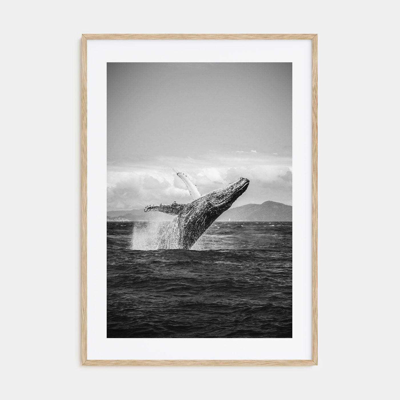 Whale Photo B&W No 2 Poster