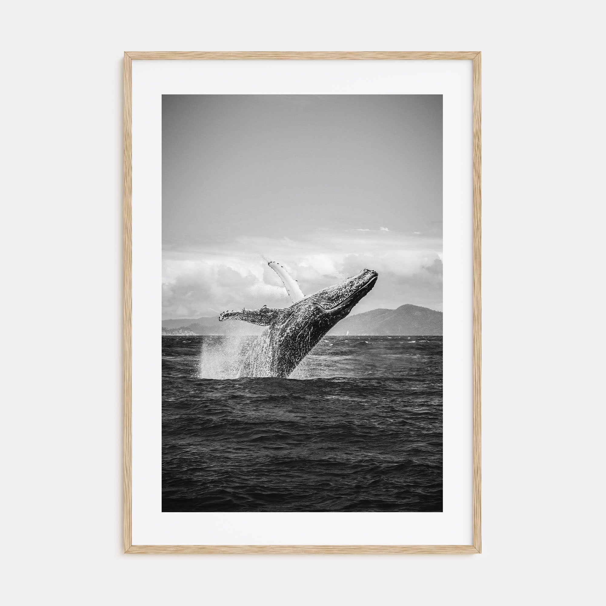 Whale Photo B&W No 2 Poster