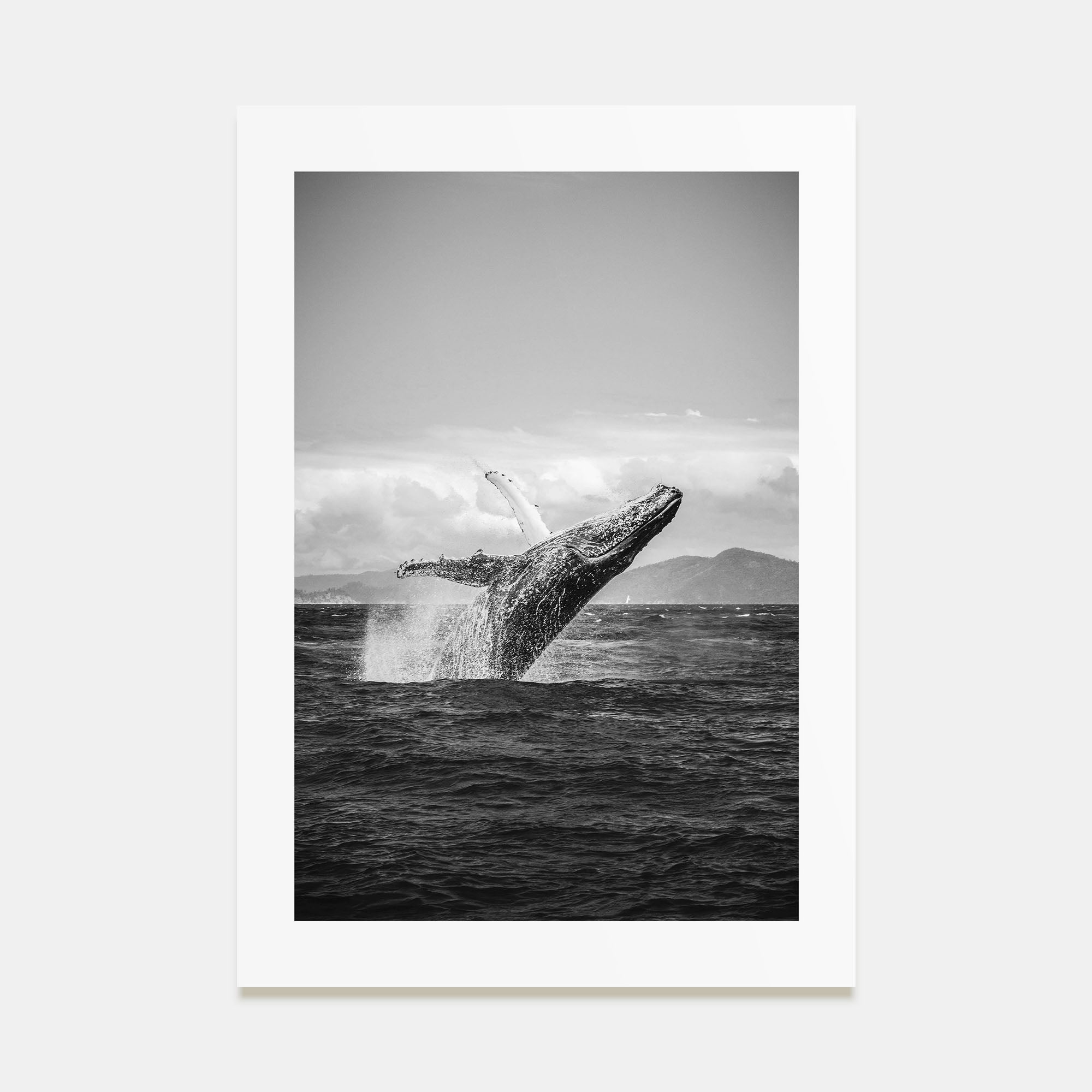 Whale Photo B&W No 2 Poster