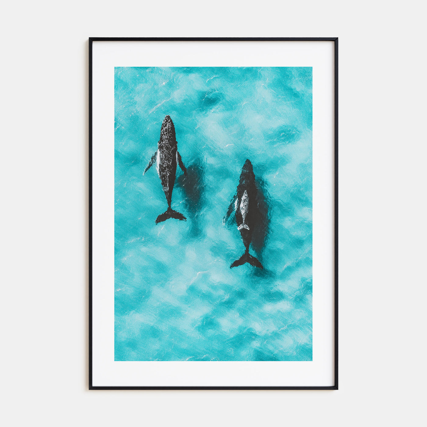 Whale Photo Color No 1 Poster
