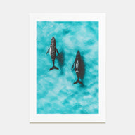 Whale Photo Color No 1 Poster