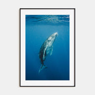 Whale Photo Color No 2 Poster
