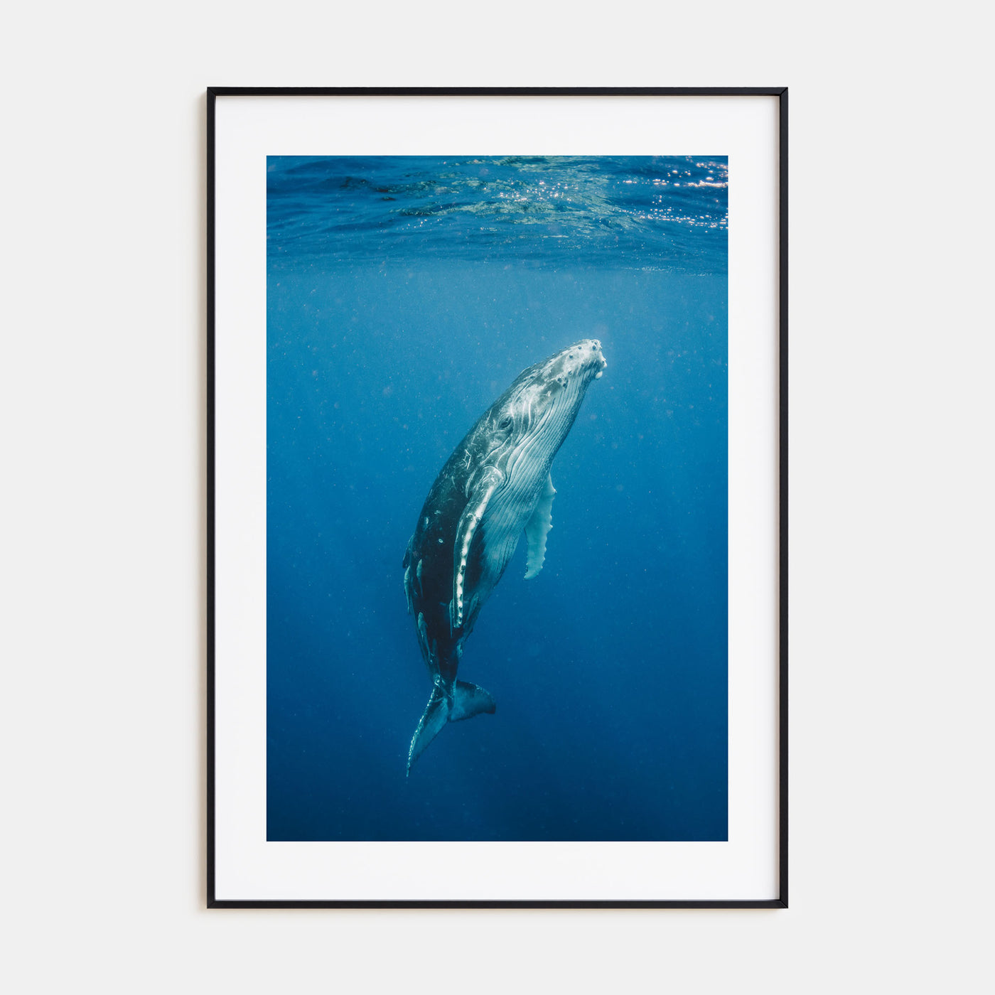 Whale Photo Color No 2 Poster