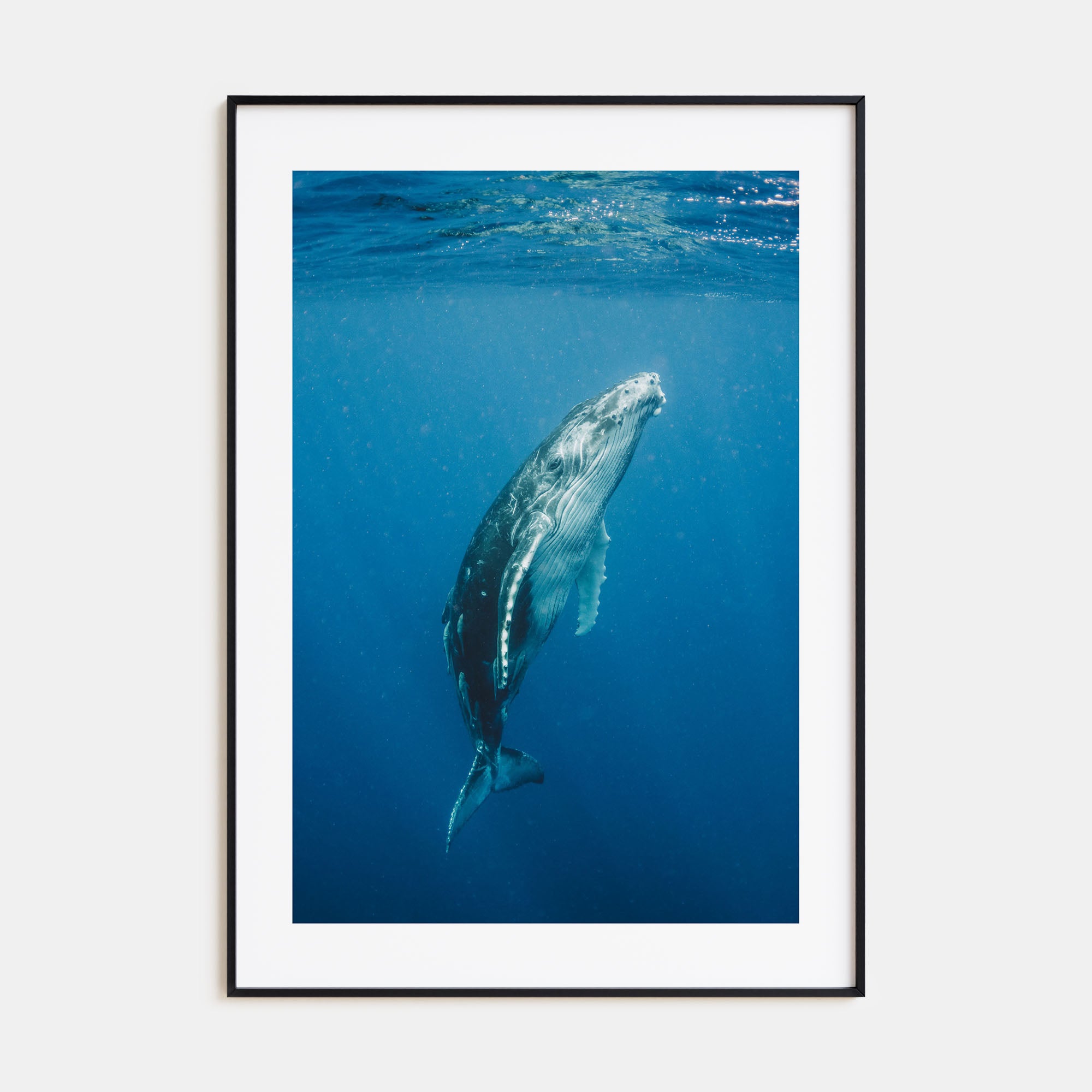 Whale Photo Color No 2 Poster