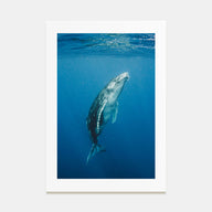Whale Photo Color No 2 Poster