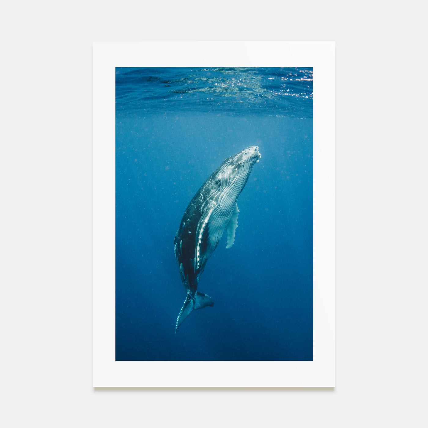 Whale Photo Color No 2 Poster