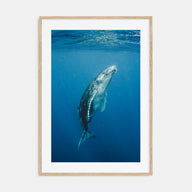 Whale Photo Color No 2 Poster
