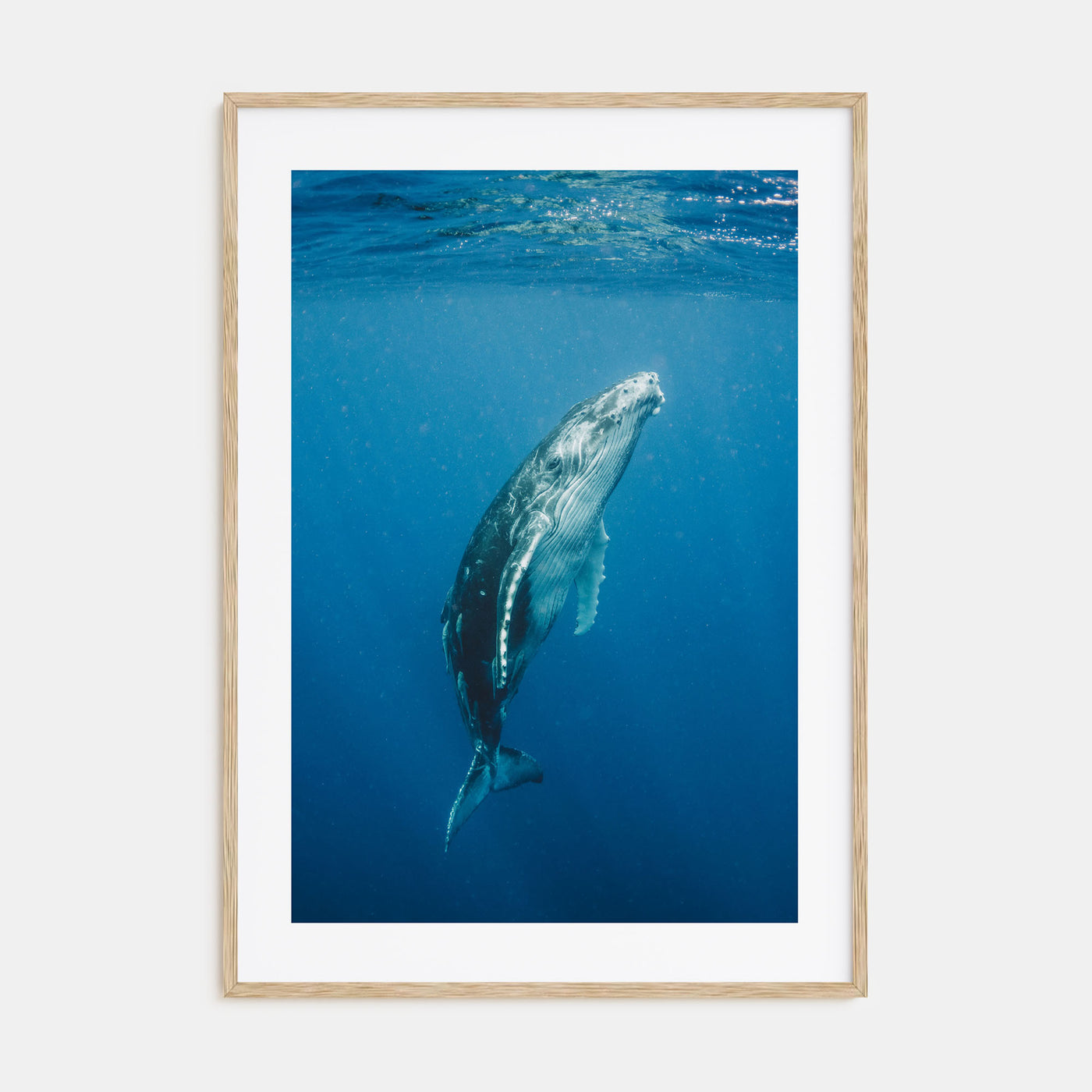 Whale Photo Color No 2 Poster
