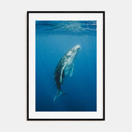Whale Photo Color No 2 Poster