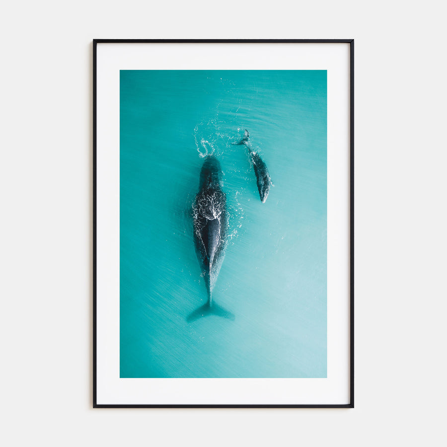Whale Photo Color No 3 Poster
