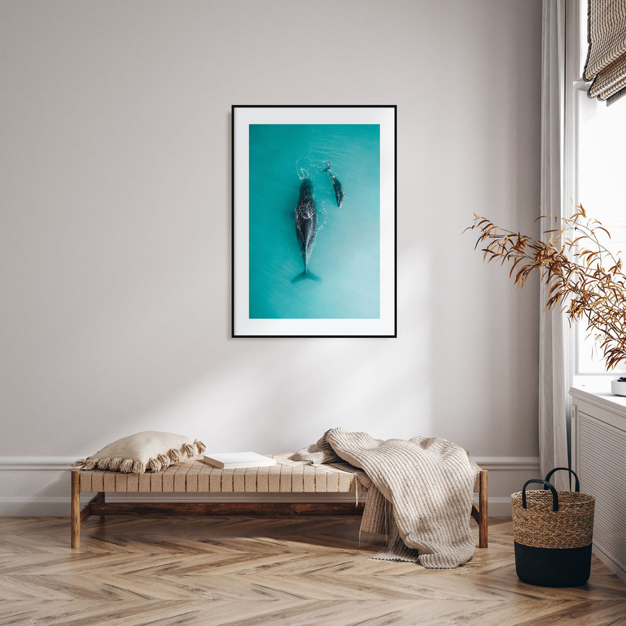 Whale Photo Color No 3 Poster