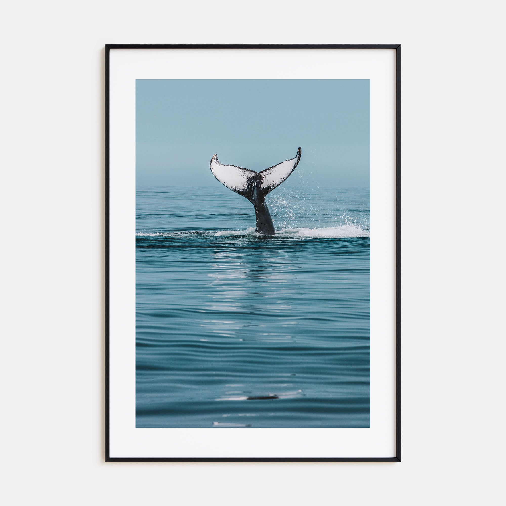 Whale Photo Color No 4 Poster