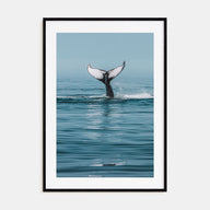 Whale Photo Color No 4 Poster