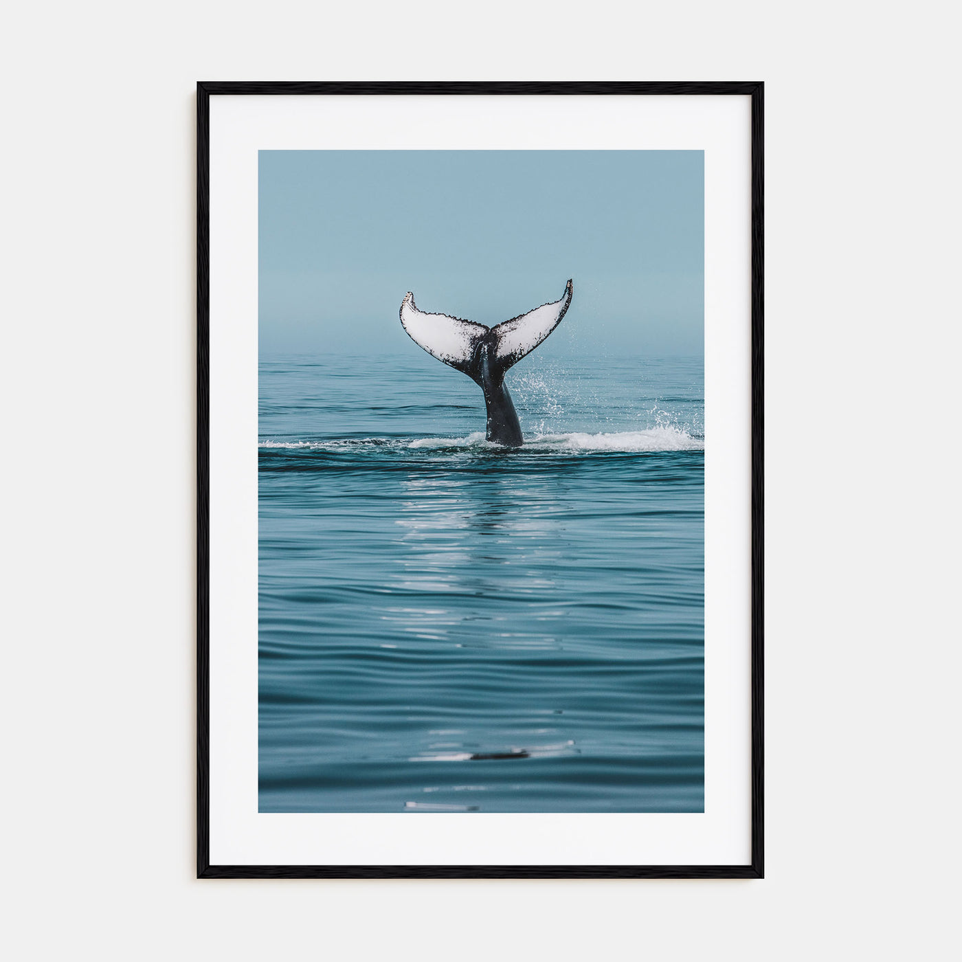 Whale Photo Color No 4 Poster