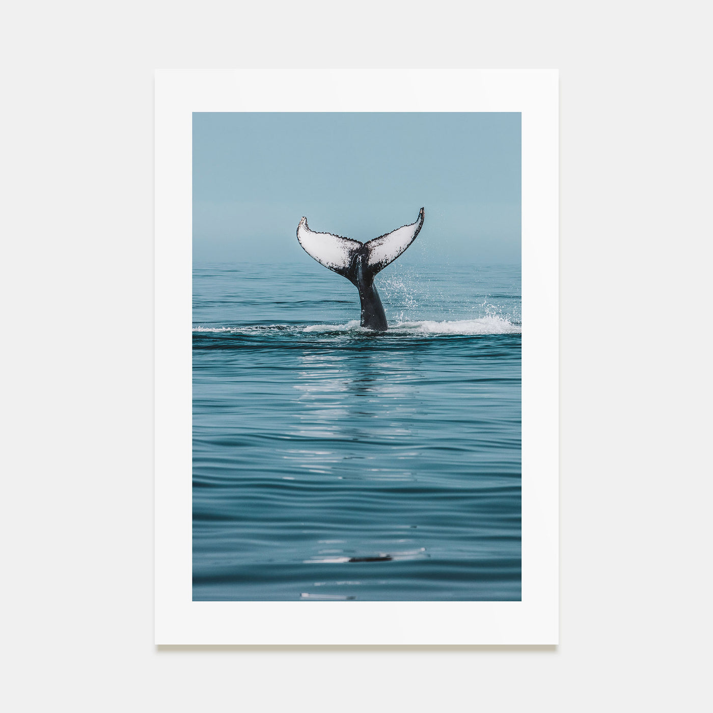 Whale Photo Color No 4 Poster