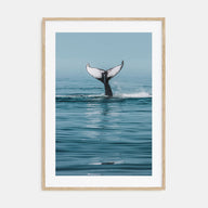 Whale Photo Color No 4 Poster