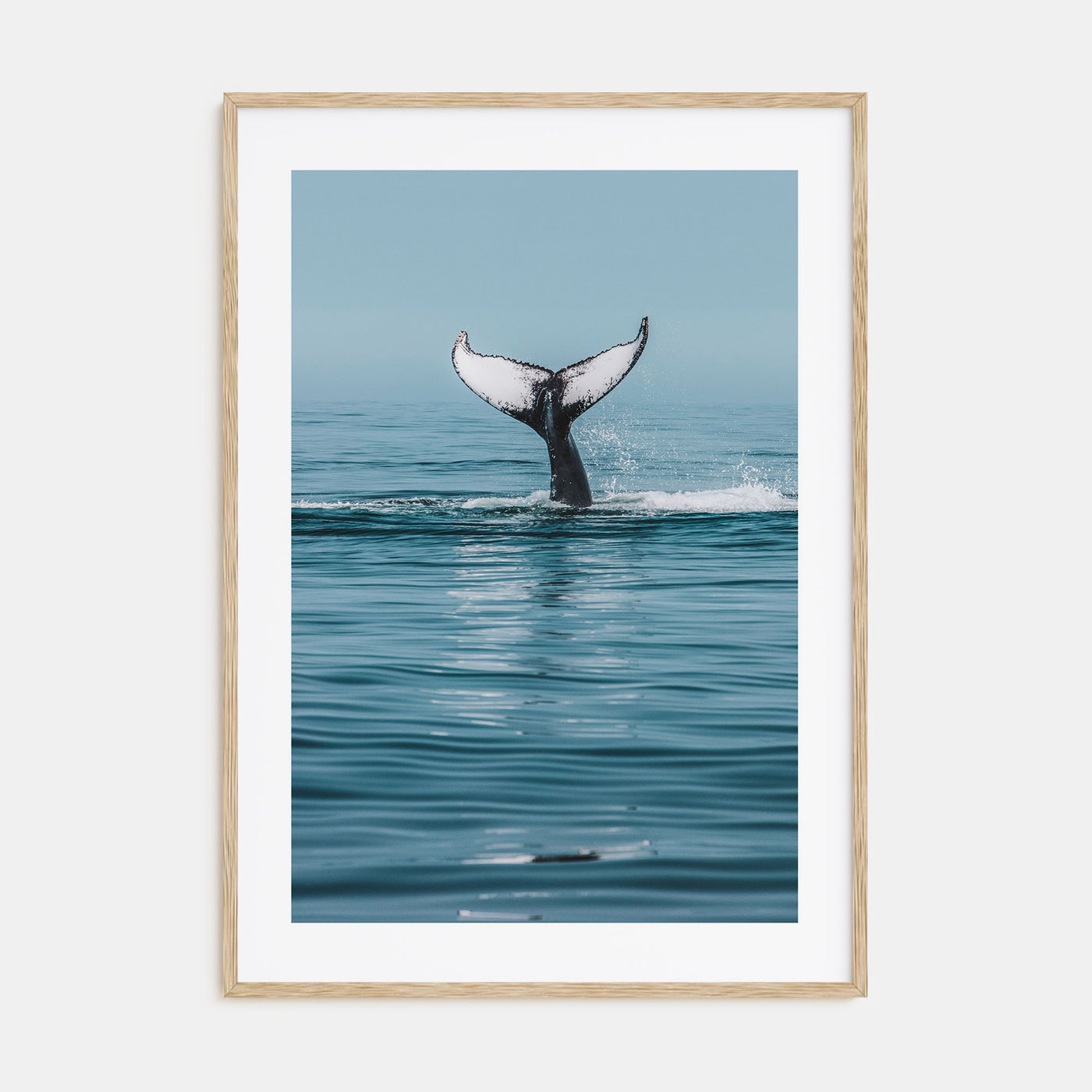 Whale Photo Color No 4 Poster