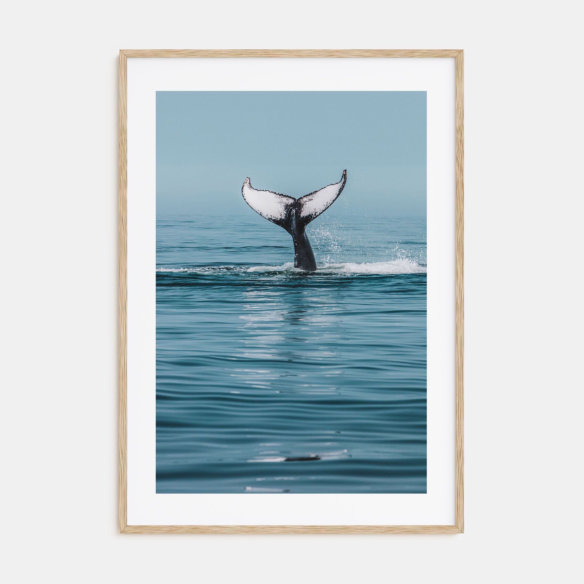 Whale Photo Color No 4 Poster