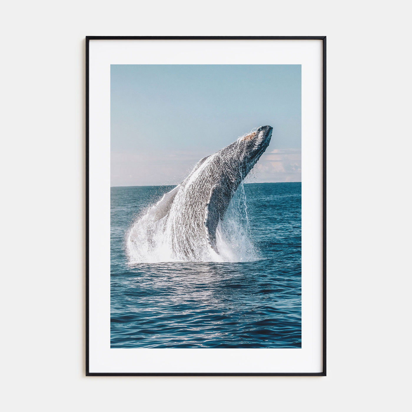Whale Photo Color No 5 Poster