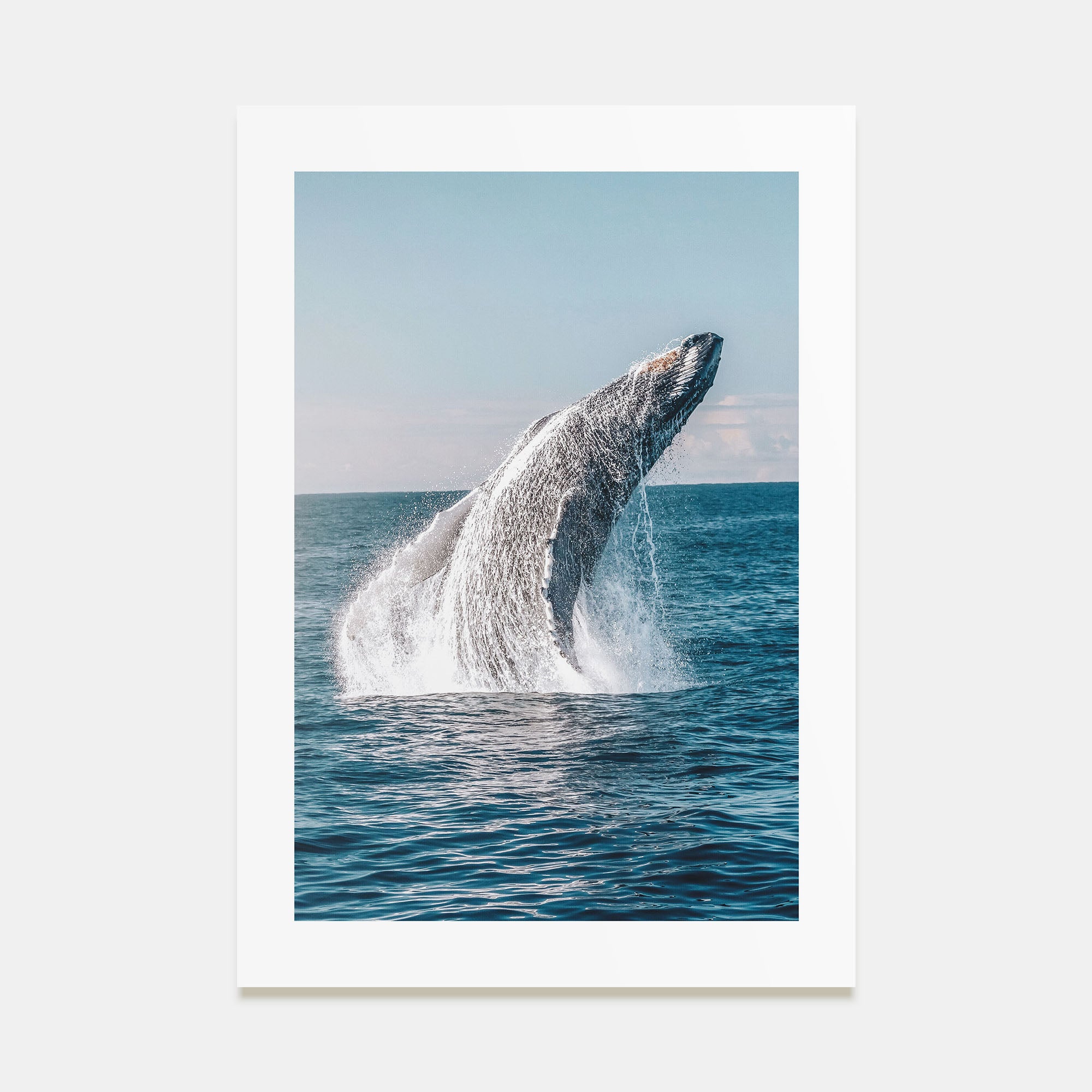 Whale Photo Color No 5 Poster