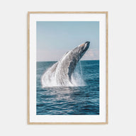 Whale Photo Color No 5 Poster