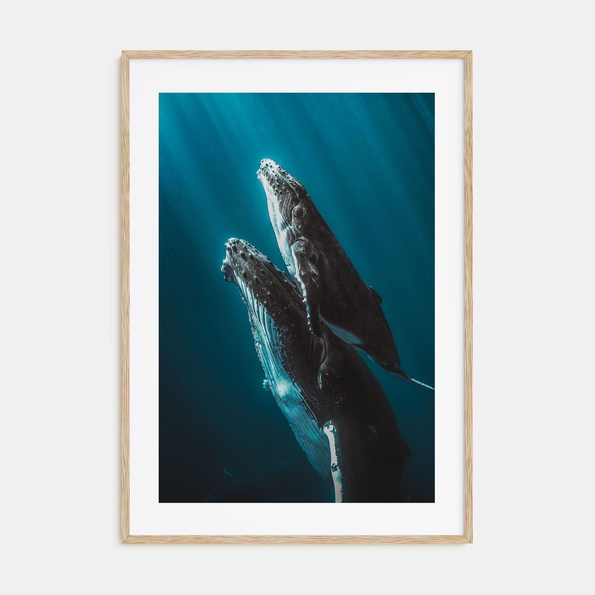 Whale Photo Color No 6 Poster