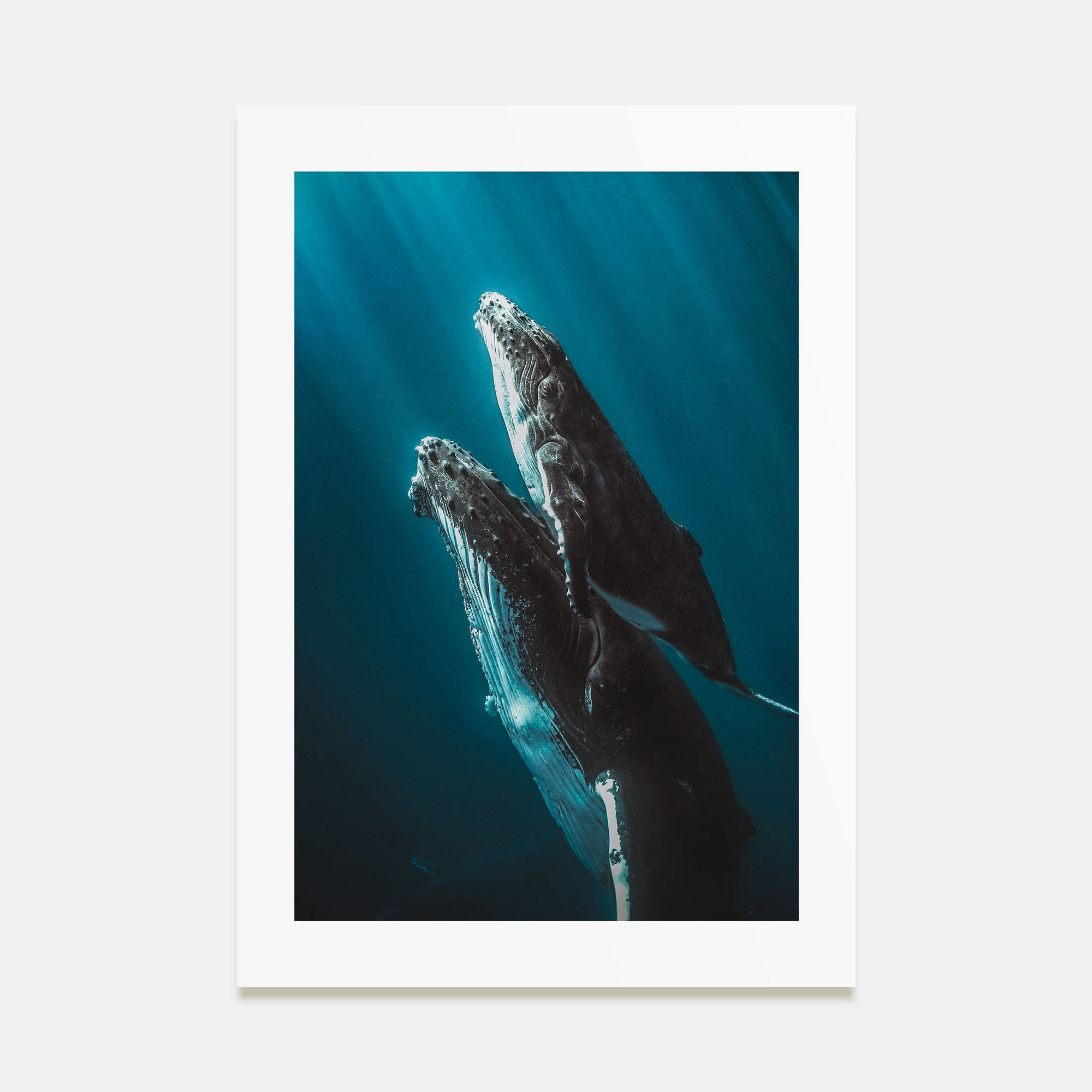 Whale Photo Color No 6 Poster