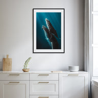 Whale Photo Color No 6 Poster