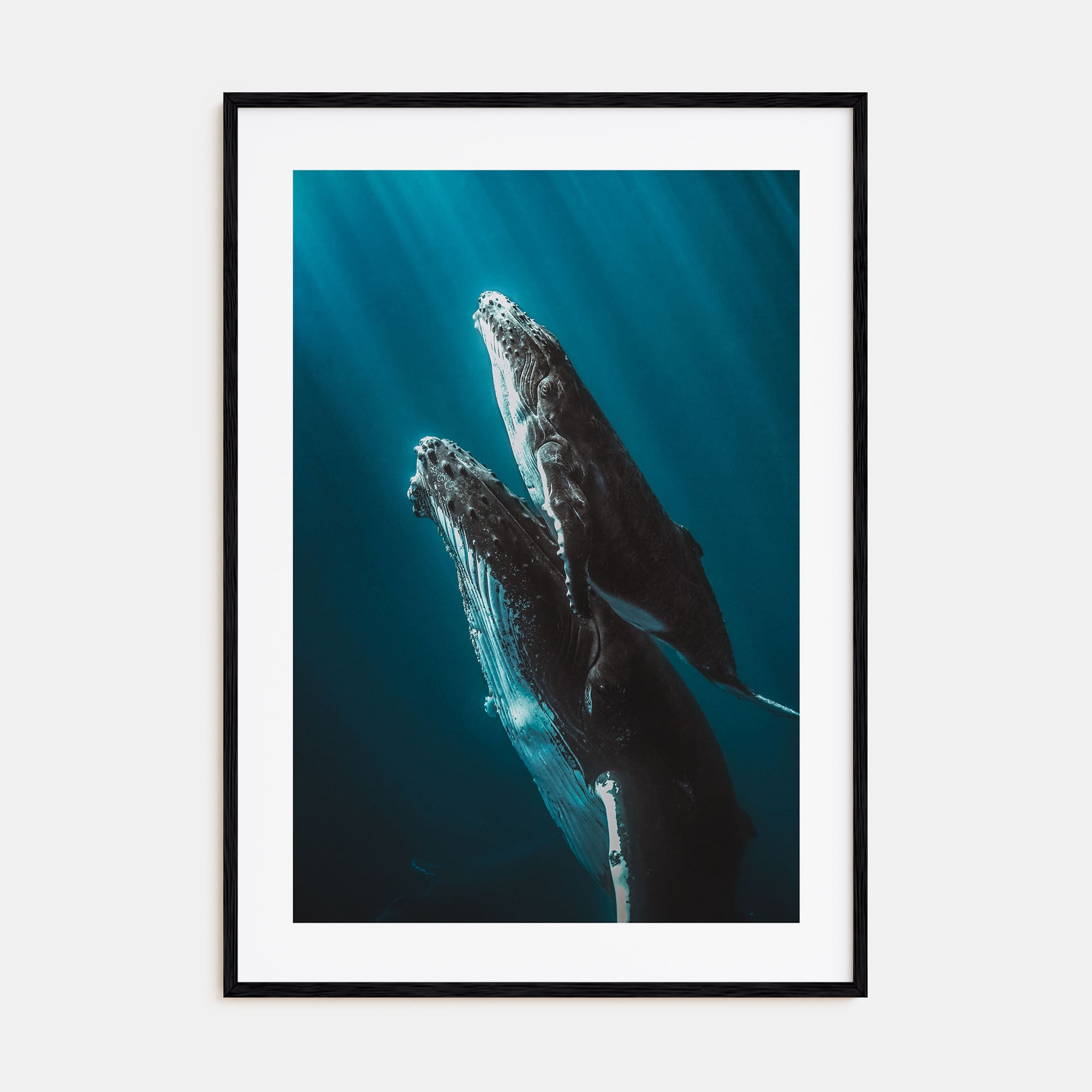 Whale Photo Color No 6 Poster