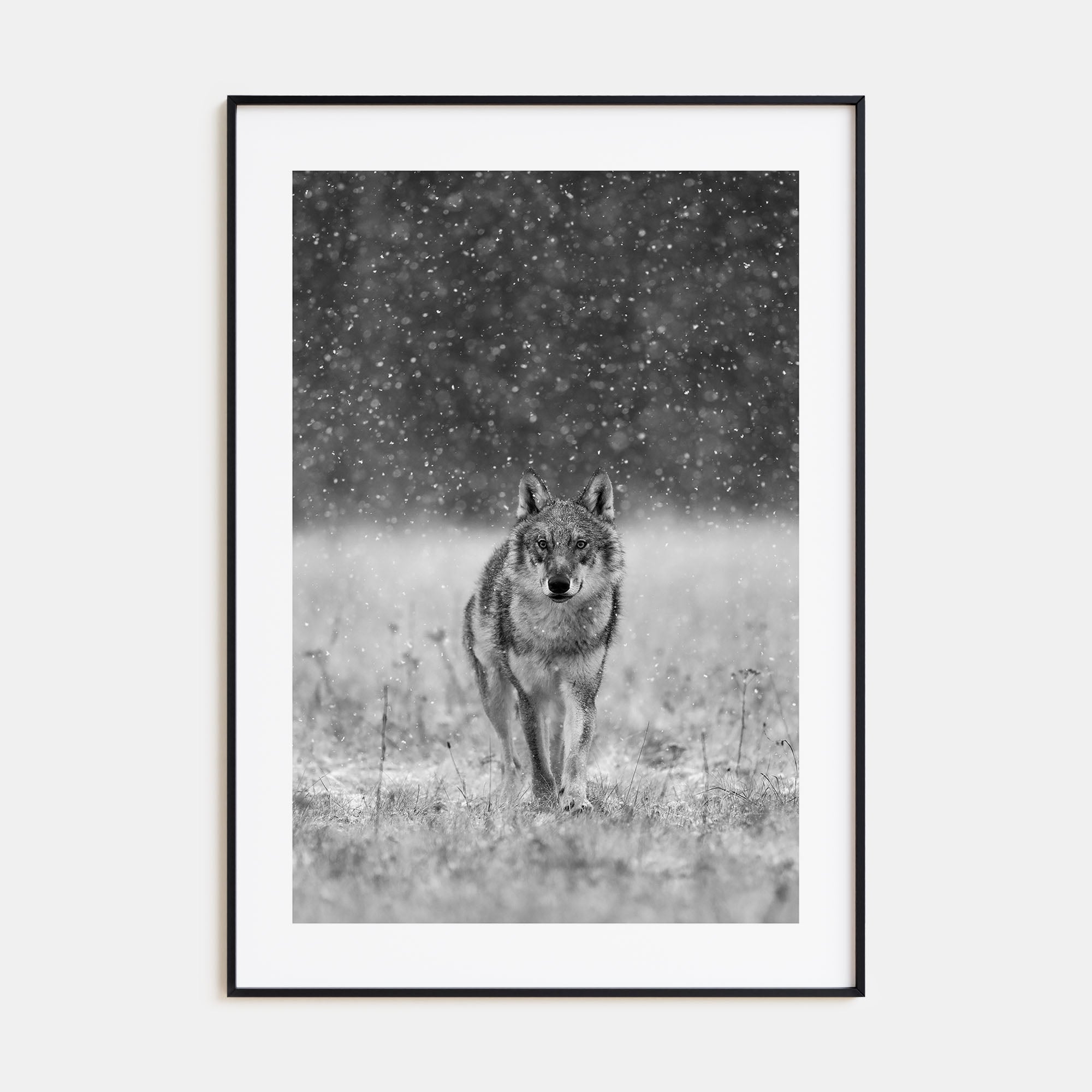 Wolf Photo B&W No 2 Poster