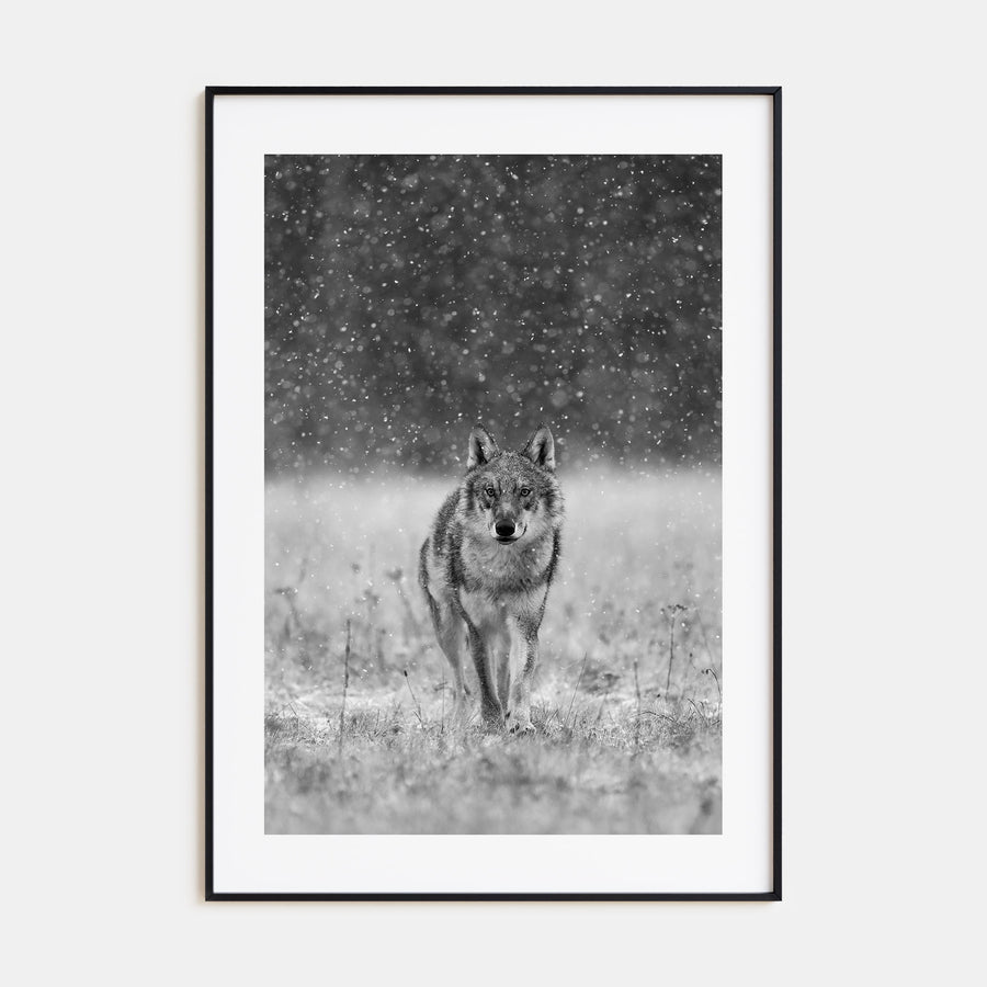 Wolf Photo B&W No 2 Poster