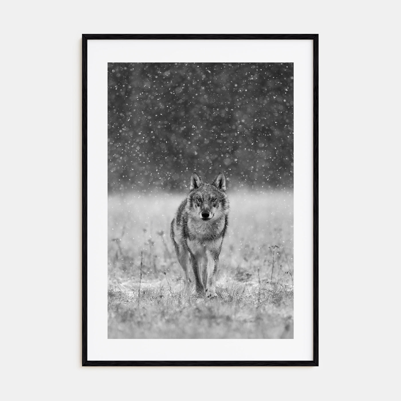 Wolf Photo B&W No 2 Poster