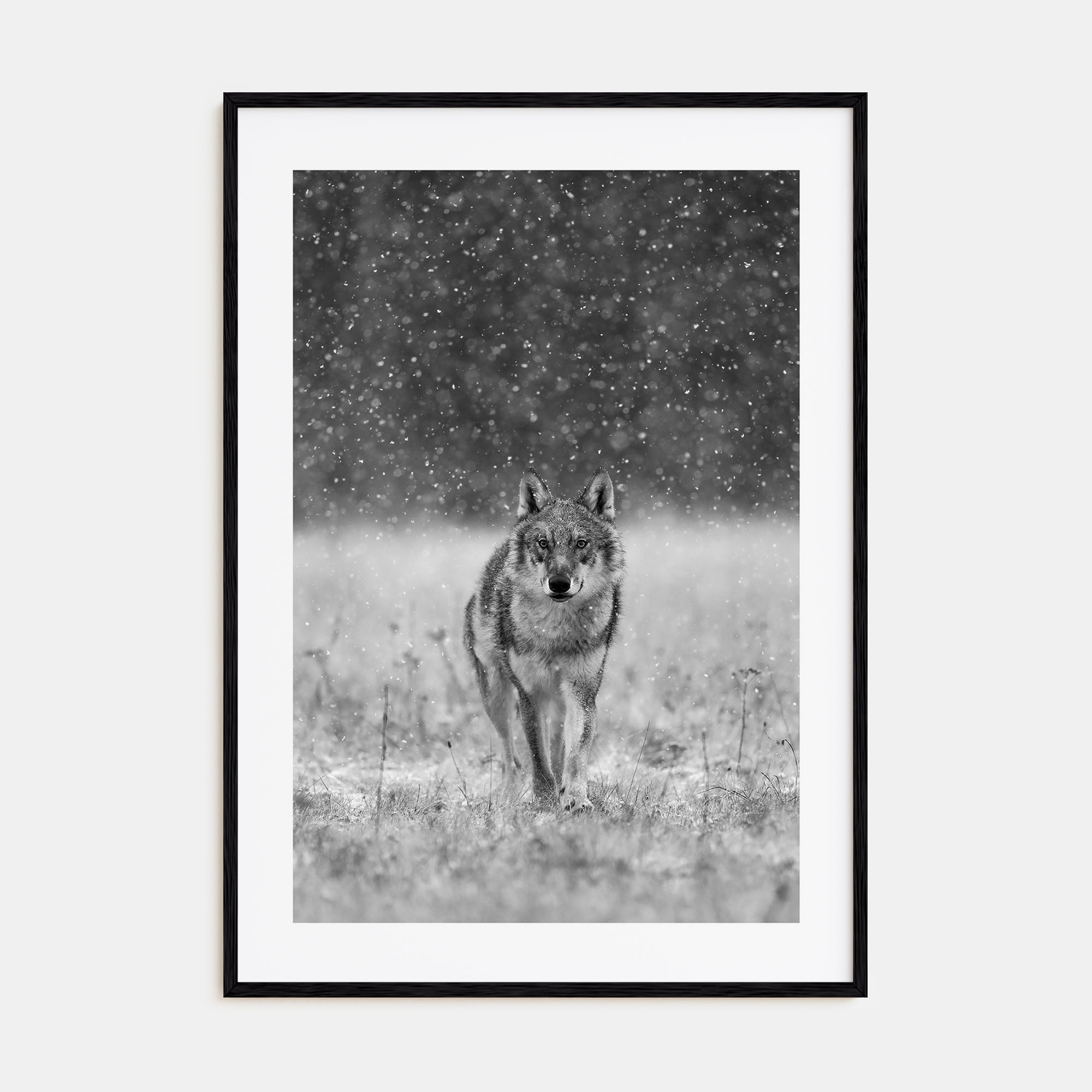 Wolf Photo B&W No 2 Poster