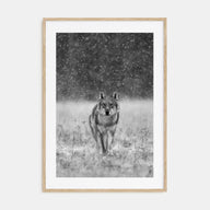 Wolf Photo B&W No 2 Poster
